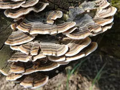 xturkey tail