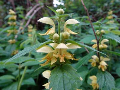 yellow archangel