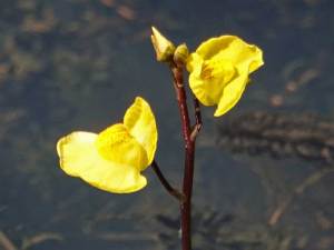 180716 bladderwort