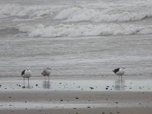 181202 gbbgulls