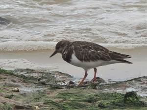 181202 turnstone