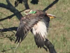 200222 marsh harrier