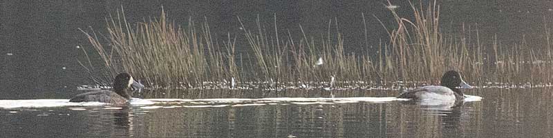 200222 scaup2