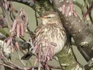 200222 water pipit