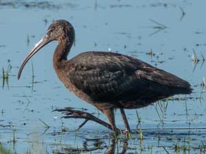 211104 Glossy Ibis