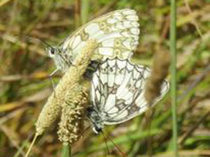 220712 marbledwhitepair