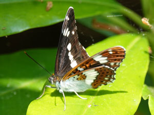 220712 whiteadmiral