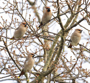 240101 waxwings
