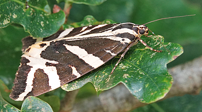 Jersey Tiger Moth